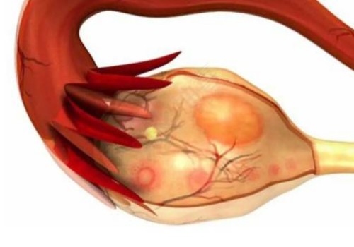 幫助卵泡天然發(fā)育的食物有哪些？這些促排食物千萬(wàn)別錯(cuò)過(guò)